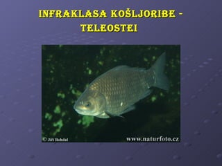 i nfRaKlasa KošljoRibe -
       teleostei
 