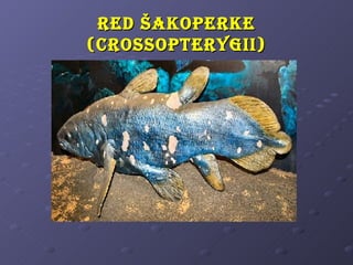 R ed šaKopeRKe
(cRossopteRygii)
 