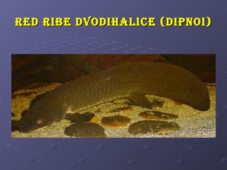 R ed Ribe dvodihalice (dipnoi)
 