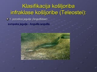 Klasifikacija košljoriba
  infraklase košljoribe (Teleostei):
 1. porodica jegulje (Anguillidae):
evropska jegulja - Anguilla anguilla
 