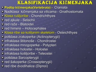 KlasifiKacija Ki č menjaKa
Podtip kičmenjaka(Vertebrata) - Craniata
Nadklasa kičmenjaka sa vilicama - Gnathostomata
Klasa rušljoribe - Chondrichthyes
red ajkule - Selachii
red raže - Blatoidei
red himere – Holocephales
Klasa ribe sa koštanim skeletom - Osteichthyes
potklasa zrakoperke (Actinopterygii)
infraklasa štitonoše - Chondrostei
infraklasa mnogoperke - Polypteri
infraklasa holostei - Holostei
infraklasa košljoribe - Teleostei
potklasa Sarcopterygii :
red šakoperke (Crossopterygii)
red ribe dvodihalice (Dipnoi)
 