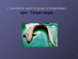 2. porodica ugori ili gruje (Congeridae)
        ugor - Conger conger
 