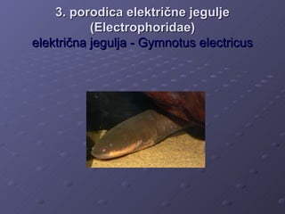 3. porodica električne jegulje
           (Electrophoridae)
električna jegulja - Gymnotus electricus
 