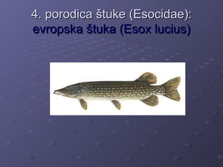 4. porodica štuke (Esocidae):
evropska štuka (Esox lucius)
 