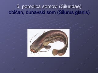 5. porodica somovi (Siluridae)
običan, dunavski som (Silurus glanis)
 