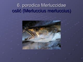 6. porodica Merluccidae
oslić (Merluccius merluccius)
 