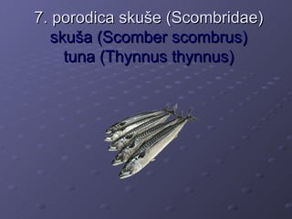 7. porodica skuše (Scombridae)
  skuša (Scomber scombrus)
    tuna (Thynnus thynnus)
 