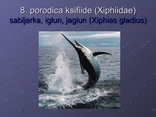 8. porodica ksifiide (Xiphiidae)
sabljarka, iglun, jaglun (Xiphias gladius)
 