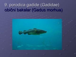 9. porodica gadide (Gadidae)
obični bakalar (Gadus morhua)
 