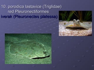 10. porodica lastavice (Triglidae)
    red Pleuronectiformes
iverak (Pleuronectes platessa)
 