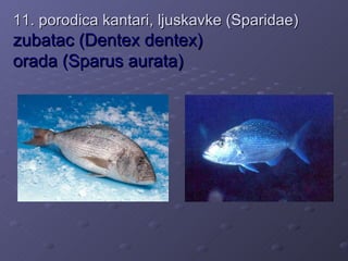 11. porodica kantari, ljuskavke (Sparidae)
zubatac (Dentex dentex)
orada (Sparus aurata)
 