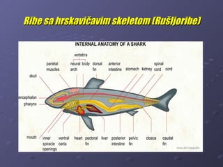 Ribe sa hrskavičavim skeletom (Rušljoribe)
 
