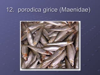 12. porodica girice (Maenidae)
 