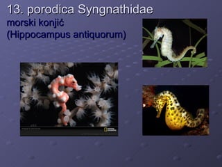 13. porodica Syngnathidae
morski konjić
(Hippocampus antiquorum)
 