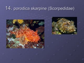 14. porodica skarpine (Scorpedidae)
 