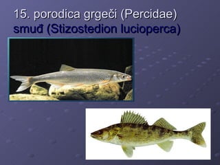15. porodica grgeči (Percidae)
smuđ (Stizostedion lucioperca)
 