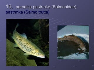 16. porodica pastrmke (Salmonidae)
pastrmka (Salmo trutta)
 