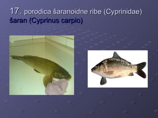 17. porodica šaranoidne ribe (Cyprinidae)
šaran (Cyprinus carpio)
 