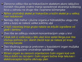 Osnovna odlika riba sa hrskavičavim skeletom,skoro isključivo
morskih riba,jeste znatno manja sposobnost stvaranja koštanog
tkiva u odnosu na druge ribe i kopnene kičmenjake
Njihov unutrašnji skelet je hrskavičav,a kožni skelet je u velikoj
meri redukovan
Nemaju riblji mehur i plućne organe,a hidrostatičku ulogu ima
jetra u kojoj se nalaze velike količine ulja
U koži najvećeg broja grupa nalaze se krljušti izgrađene od
gleđi i dentina
Ove ribe se odlikuju visokom koncentracijom ureje u krvi
Višak soli iz vode,koja u telo ulazi kroz epitel škrga,ove ribe
izlučuju pomoću tzv. slanih žlezdi koje se nalaze pri kraju
crevnog kanala
Deo trbušnog peraja je pretvoren u kopulatorni organ mužjaka
čime je omogućeno unutrašnje oplođenje
Mirisni organi su osnovni orijentacioni čulni organi kod ovih
riba,a dobro su razvijeni i čulni organi bočne linije tela,kao i
elektroreceptori kojima otkrivaju plen
 