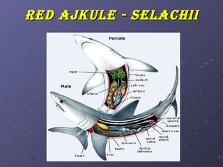 R ed ajKule - selachii
 