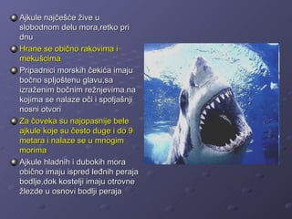Ajkule najčešće žive u
slobodnom delu mora,retko pri
dnu
Hrane se obično rakovima i
mekušcima
Pripadnici morskih čekića imaju
bočno spljoštenu glavu,sa
izraženim bočnim režnjevima na
kojima se nalaze oči i spoljašnji
nosni otvori
Za čoveka su najopasnije bele
ajkule koje su često duge i do 9
metara i nalaze se u mnogim
morima
Ajkule hladnih i dubokih mora
obično imaju ispred leđnih peraja
bodlje,dok kostelji imaju otrovne
žlezde u osnovi bodlji peraja
 