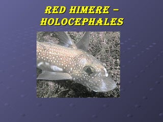 R ed himeRe –
holocephales
 