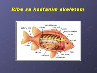 Ribe sa koštanim skeletom
 