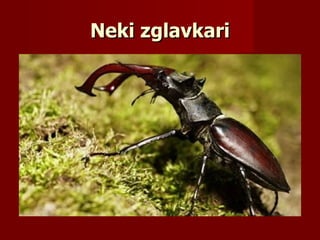 Neki zglavkari
 