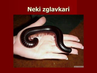 Neki zglavkari
 