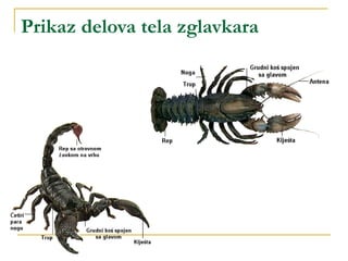 Prikaz delova tela zglavkara
 