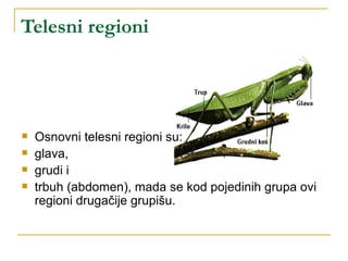 Telesni regioni




   Osnovni telesni regioni su:
   glava,
   grudi i
   trbuh (abdomen), mada se kod pojedinih grupa ovi
    regioni drugačije grupišu.
 