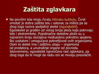Zaštita zglavkara
   Na površini tela imaju čvrstu hitinsku kutikulu. Čvrst
    omotač je dobra zaštita telu i oslonac za mišiće pa se
    zbog toga naziva spoljašnji skelet (egzoskelet).
    Egzoskelet je građen od većeg broja ploča koje pokrivaju
    telo i ekstremitete. Pojedinačne skeletne ploče su u
    najvećem broju slučajeva međusobno pokretno spojene,
    što uostalom i omogućava pokretljivost ovih organizama.
    Osim te skelet ima i zaštitnu ulogu – organizma
    od predatora, a unutrašnje organe od povreda.
    Istovremeno, egzoskelet ograničava rast zglavkara, pa
    zbog toga da bi mogli da rastu oni se moraju presvlačiti.
 