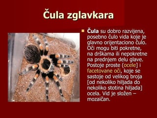 Čula zglavkara
          Čula su dobro razvijena,
           posebno čulo vida koje je
           glavno orijentaciono čulo.
           Oči mogu biti pokretne,
           na drškama ili nepokretne
           na prednjem delu glave.
           Postoje proste (ocele] i
           facetovane oči, koje se
           sastoje od velikog broja
           [od nekoliko hiljada do
           nekoliko stotina hiljada]
           ocela. Vid je složen –
           mozaičan.
 
