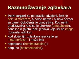 Razmnožavanje zglavkara
   Polni organi su po pravilu odvojeni, čest je
    polni dimorfizam, a polne žlezde i njihovi odvodi
    su parni. Oplođenje je unutrašnje. Kod nekih
    predstavnika razviće je direktno (ametabolno),
    odnosno iz jajeta izlazi jedinka koja liči na imago
     (odrasla jedinka).
   Kod složenijih zglavkara razviće je sa
    metamorfozom i može biti:
   nepotpuno (hemimetabolno) i
   potpuno (holometabolno).
 
