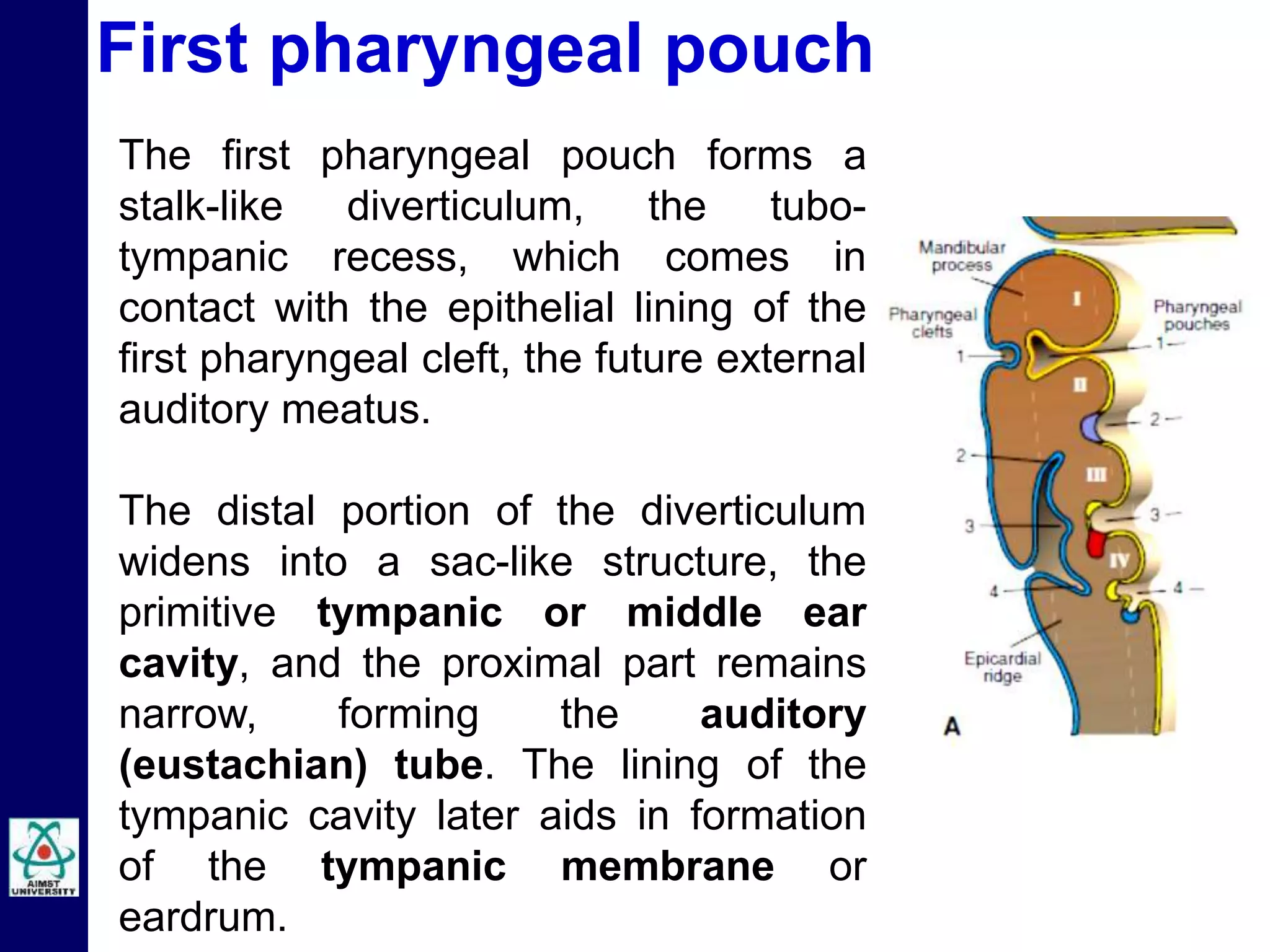 Embryology of Pharyngeal Arches by Dr Niazur Rahman | PPTX