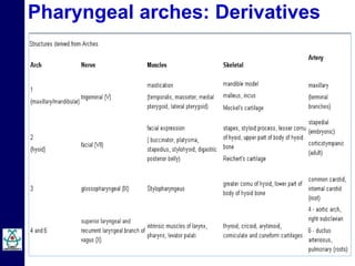 Embryology of Pharyngeal Arches by Dr Niazur Rahman | PPTX