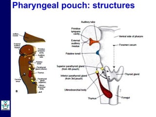 Embryology of Pharyngeal Arches by Dr Niazur Rahman | PPTX