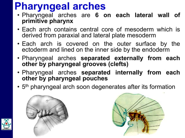 Embryology of Pharyngeal Arches by Dr Niazur Rahman | PPTX | Ear, Nose ...