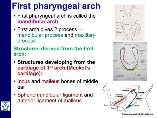 Embryology of Pharyngeal Arches by Dr Niazur Rahman | PPTX | Ear, Nose ...