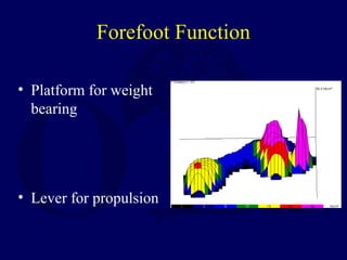 Forefoot Function
• Platform for weight
bearing
• Lever for propulsion
 