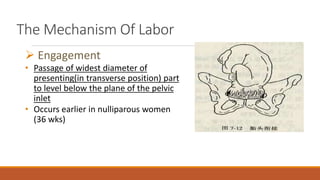 The Mechanism Of Labor
 Engagement
• Passage of widest diameter of
presenting(in transverse position) part
to level below the plane of the pelvic
inlet
• Occurs earlier in nulliparous women
(36 wks)
 