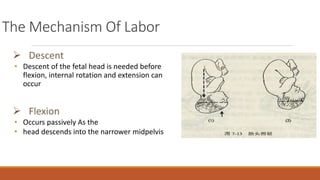 The Mechanism Of Labor
 Descent
• Descent of the fetal head is needed before
flexion, internal rotation and extension can
occur
 Flexion
• Occurs passively As the
• head descends into the narrower midpelvis
 
