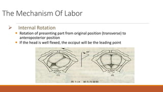 The Mechanism Of Labor
 Internal Rotation
 Rotation of presenting part from original position (transverse) to
anteroposterior position
 If the head is well flexed, the occiput will be the leading point
 
