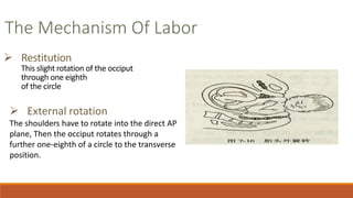 L31 Normal Labor & Delivery | PPT