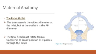 Maternal Anatomy
• The Pelvic Outlet
 The transverse is the widest diameter at
the inlet, but at the outlet it is the AP
diameter
 The fetal head must rotate from a
transverse to an AP position as it passes
through the pelvis
 