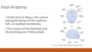 Fetal Anatomy
At the time of labour, the sutures
joining the bones of the vault are
soft, un-ossified membranes.
The sutures of the fetal face and
the skull base are firmly united.
 