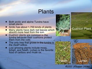 Plants Both arctic and alpine Tundra have small plants.  Arctic has about 1,700 kinds of plants Many plants have dark red leaves which absorb more heat from the sun. Cushion plants are common in the tundra because their cushions protect them from the cold. The only tree that grows in the tundra is the dwarf willow. Low growing plants include moss, lichen, and heath. Lichen is the favorite food of caribou and musk ox. Cushion Plant Lichen Heath Dwarf Willow 