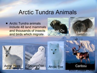 Arctic Tundra Animals  Arctic Tundra animals include 48 land mammals and thousands of insects and birds which migrate.  Musk Ox Lemmings Arctic Hare Snowy Owl Arctic Fox Caribou 