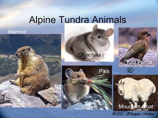Alpine Tundra Animals  Pika Marmot Kea Parrot Chinchilla Mountain Goat 