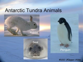 Antarctic Tundra Animals  Penguin Seal Rabbit 